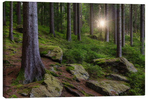 Leinwandbild Sonne im erzgebirgischen Wald, Sachsen