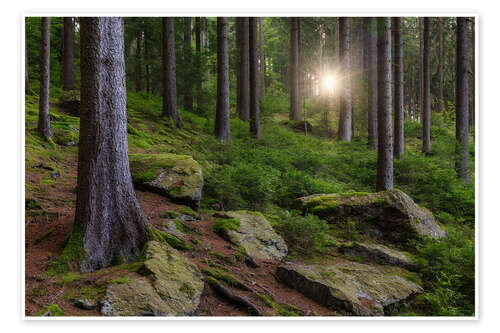Poster Sun in the Erzgebirge Forest, Germany