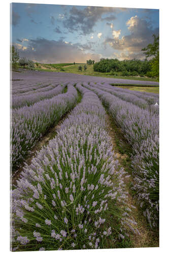 Quadro em acrílico Lavender field at sunset