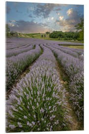 Quadro em acrílico Lavender field at sunset - Jan Wehnert