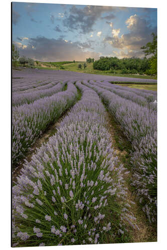 Aluminiumsbilde Lavender field at sunset
