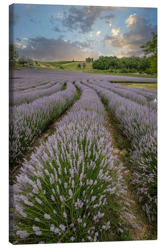 Canvas print Lavender field at sunset