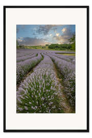 Gerahmter Kunstdruck Lavendelfeld im Sonnenuntergang