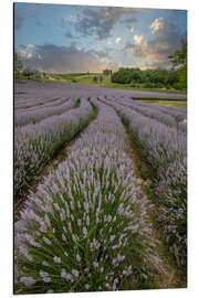 Magnettafel Lavendelfeld im Sonnenuntergang