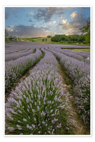 Póster Lavender field at sunset