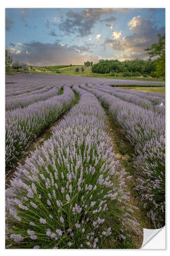 Sticker mural Lavender field at sunset
