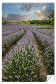 Sticker mural Lavender field at sunset