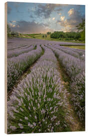 Wood print Lavender field at sunset - Jan Wehnert