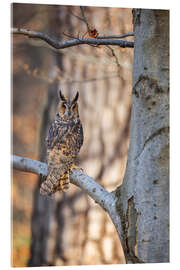 Quadro em acrílico Long-eared owl in the autumn forest - Moqui, Daniela Beyer