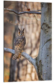 Alubild Waldohreule im Herbstwald