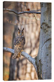 Canvas print Long-eared owl in the autumn forest - Moqui, Daniela Beyer