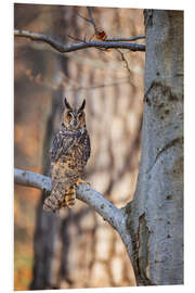 Hartschaumbild Waldohreule im Herbstwald