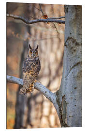Gallery Print Waldohreule im Herbstwald