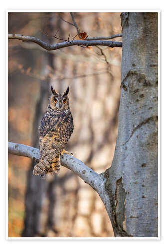 Poster Long-eared owl in the autumn forest