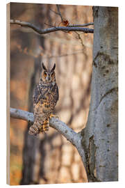 Stampa su legno Long-eared owl in the autumn forest - Moqui, Daniela Beyer