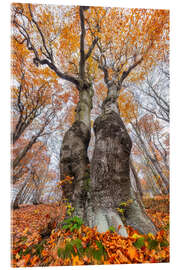 Akrylglastavla Tree Couple - Moqui, Daniela Beyer
