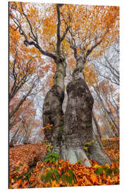Aluminium print Tree Couple - Moqui, Daniela Beyer
