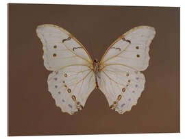 Akryylilasitaulu Vintage Butterfly - TAlex