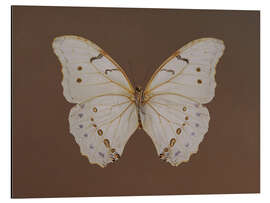 Alubild Vintage Butterfly