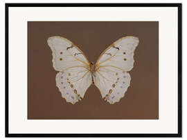 Gerahmter Kunstdruck Vintage Butterfly
