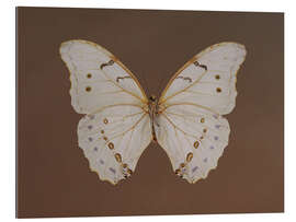 Gallery Print Vintage Butterfly