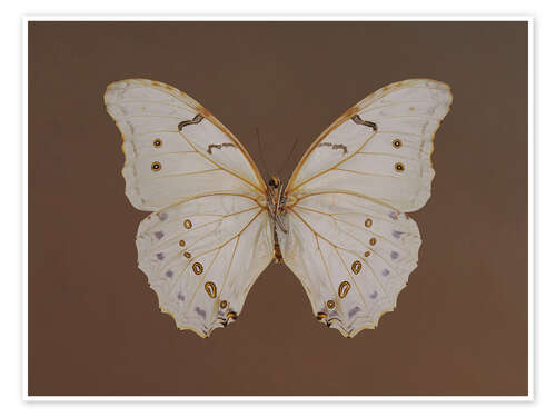 Juliste Vintage Butterfly