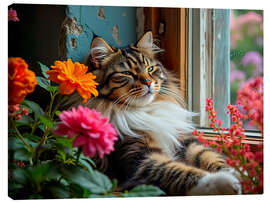 Canvas print Maine Coon cat at the window - nobelart