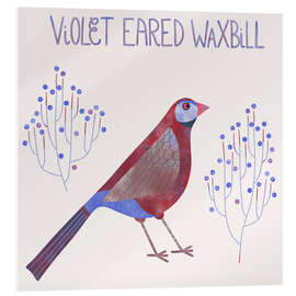 Acrylic print Violet Eared Waxbill - Nic Squirrell