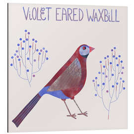 Cuadro de aluminio Violet Eared Waxbill - Nic Squirrell