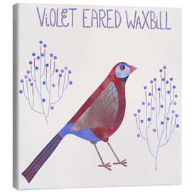 Obraz na płótnie Violet Eared Waxbill - Nic Squirrell