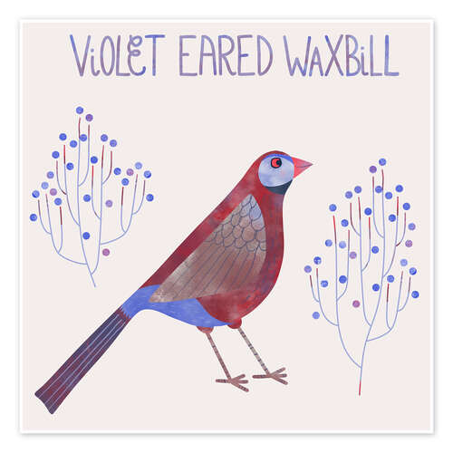 Poster Violet Eared Waxbill