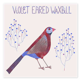 Wall print Violet Eared Waxbill - Nic Squirrell