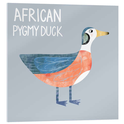 Cuadro de metacrilato African Pygmy Duck