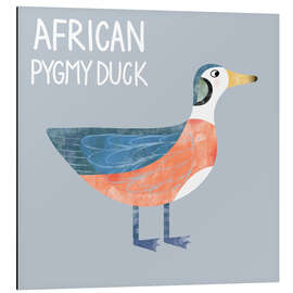 Aluminium print African Pygmy Duck - Nic Squirrell