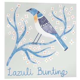 Acrylglasbild Lazuli Bunting - Nic Squirrell