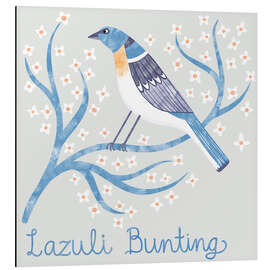 Alubild Lazuli Bunting - Nic Squirrell