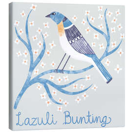 Canvas print Lazuli Bunting - Nic Squirrell