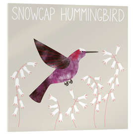 Acrylic print Snowcap Hummingbird - Nic Squirrell