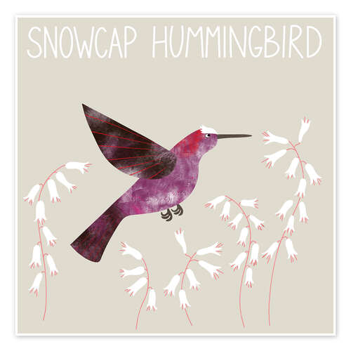 Póster Snowcap Hummingbird