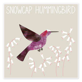 Wall print Snowcap Hummingbird - Nic Squirrell