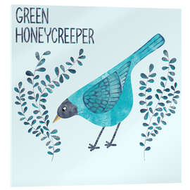 Acrylic print Green Honeycreeper - Nic Squirrell