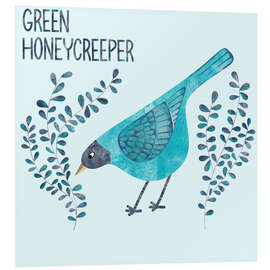Hartschaumbild Green Honeycreeper - Nic Squirrell
