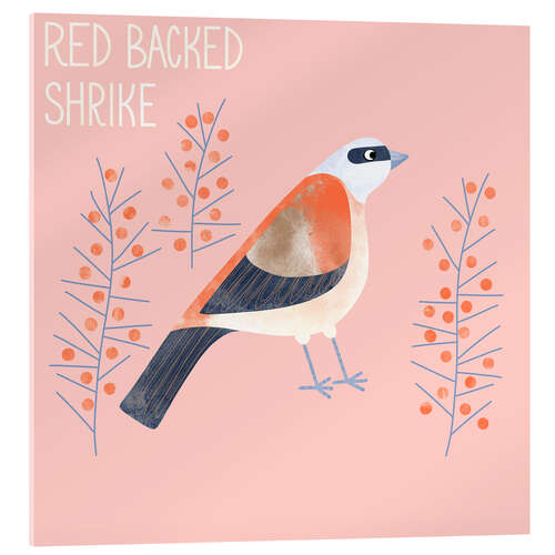 Acrylic print Red Backed Shrike