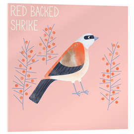 Acrylic print Red Backed Shrike - Nic Squirrell