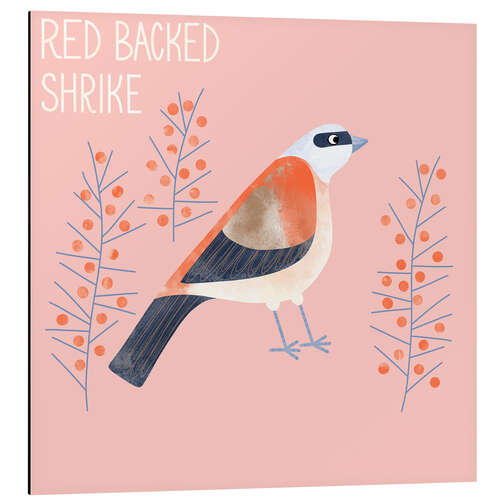 Cuadro de aluminio Red Backed Shrike