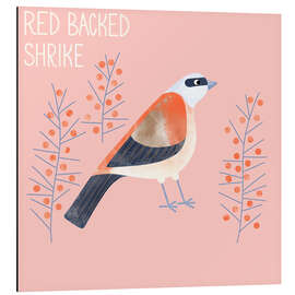 Cuadro de aluminio Red Backed Shrike - Nic Squirrell