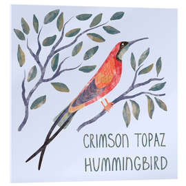Acrylglasbild Crimson Topaz Hummingbird - Nic Squirrell