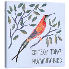 Canvas print Crimson Topaz Hummingbird - Nic Squirrell
