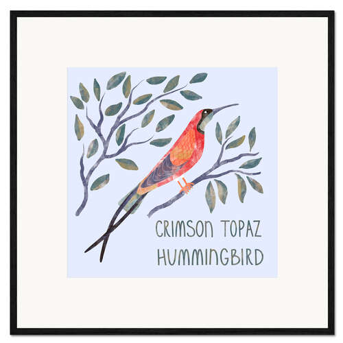 Framed art print Crimson Topaz Hummingbird