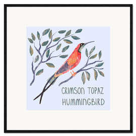 Framed art print Crimson Topaz Hummingbird - Nic Squirrell